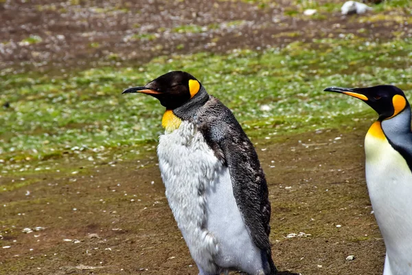 Pingouin Roi Juvénile Mue Promène Avec Adulte Volunteer Point Dans — Photo