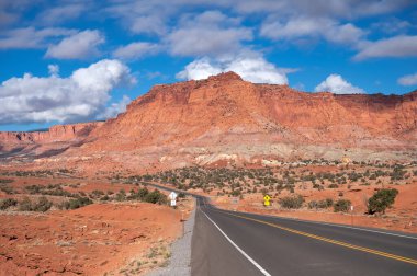 Macro view of a cholla cactus segment with dense white spines, highlighting the plant's desert adaptation and texture.