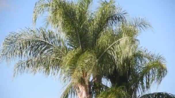 微风中的棕榈树 — 图库视频影像