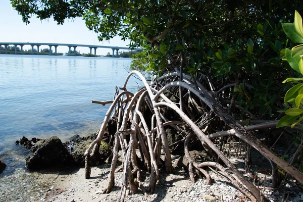 Vía navegable panorámica de Indian River en Florida —  Fotos de Stock