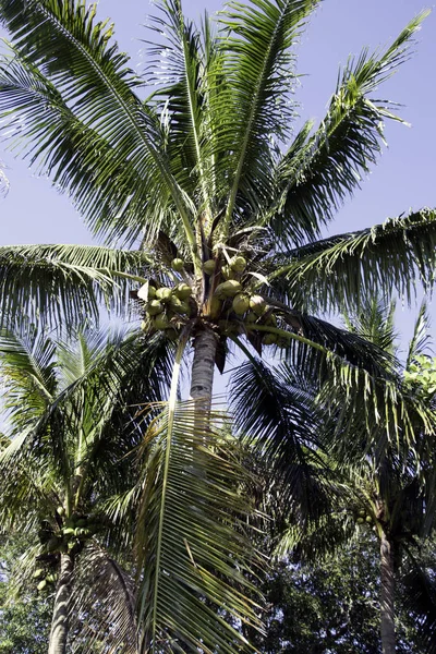Florida pálmafák — Stock Fotó