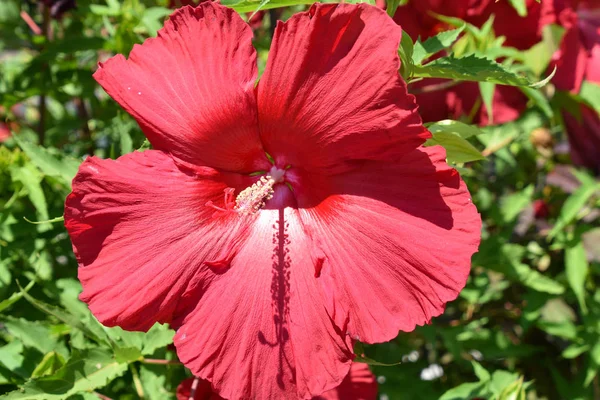 Vista Cerca Una Flor Roja Imágenes de stock libres de derechos