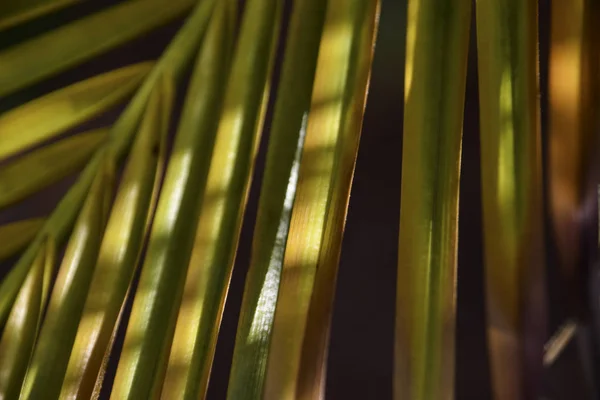 Palm ormbunksblad bakgrund Stockbild