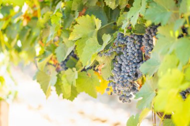 gür ile bağ, asma üzerinde olgunlaşmış şarap üzüm hasat için hazır..