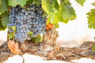 gür ile bağ, asma üzerinde olgunlaşmış şarap üzüm hasat için hazır..