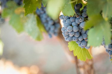 gür ile bağ, asma üzerinde olgunlaşmış şarap üzüm hasat için hazır..