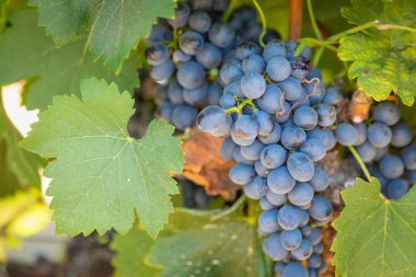 gür ile bağ, asma üzerinde olgunlaşmış şarap üzüm hasat için hazır..