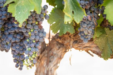 gür ile bağ, asma üzerinde olgunlaşmış şarap üzüm hasat için hazır..