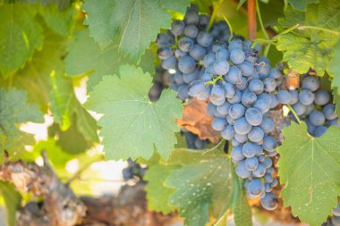 gür ile bağ, asma üzerinde olgunlaşmış şarap üzüm hasat için hazır..
