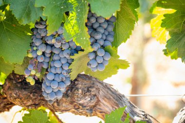 gür ile bağ, asma üzerinde olgunlaşmış şarap üzüm hasat için hazır..