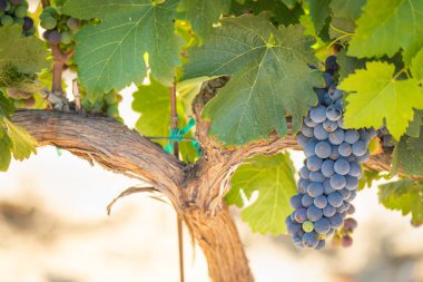 gür ile bağ, asma üzerinde olgunlaşmış şarap üzüm hasat için hazır..
