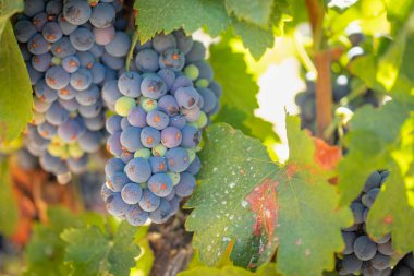 gür ile bağ, asma üzerinde olgunlaşmış şarap üzüm hasat için hazır..