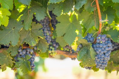 gür ile bağ, asma üzerinde olgunlaşmış şarap üzüm hasat için hazır..