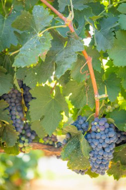 gür ile bağ, asma üzerinde olgunlaşmış şarap üzüm hasat için hazır..