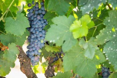 gür ile bağ, asma üzerinde olgunlaşmış şarap üzüm hasat için hazır..