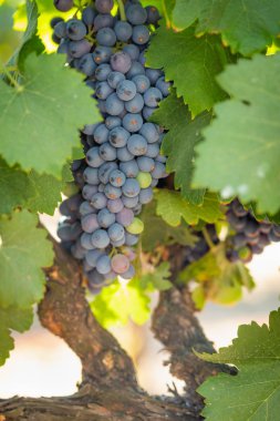 gür ile bağ, asma üzerinde olgunlaşmış şarap üzüm hasat için hazır..