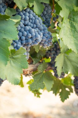 gür ile bağ, asma üzerinde olgunlaşmış şarap üzüm hasat için hazır..