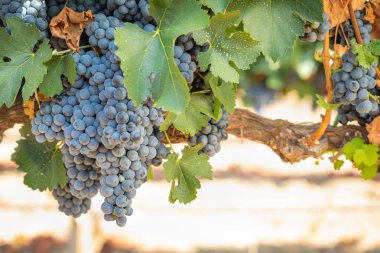 gür ile bağ, asma üzerinde olgunlaşmış şarap üzüm hasat için hazır..