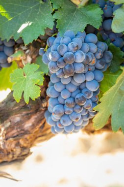 gür ile bağ, asma üzerinde olgunlaşmış şarap üzüm hasat için hazır..