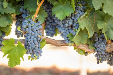 gür ile bağ, asma üzerinde olgunlaşmış şarap üzüm hasat için hazır..