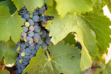 gür ile bağ, asma üzerinde olgunlaşmış şarap üzüm hasat için hazır..