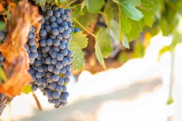 Vignoble Luxuriant Raisin Vin Mûr Sur Vigne Prêt Pour Récolte — Photo