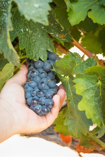 Boer Met Cluster Van Druiven Aan Wijnstok Zijn Hand — Stockfoto