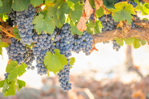 Vignoble Luxuriant Raisin Vin Mûr Sur Vigne Prêt Pour Récolte — Photo