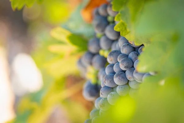 緑豊かなブドウ園 ツルで熟してワイン ブドウ収穫期を迎える — ストック写真