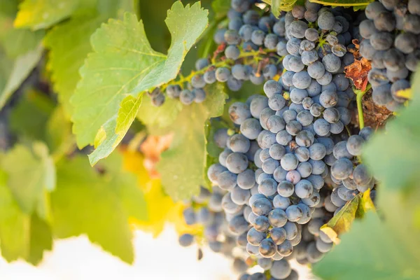 Vignoble Luxuriant Raisin Vin Mûr Sur Vigne Prêt Pour Récolte — Photo