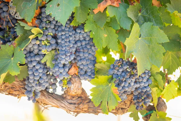 Vinice Bujnou Zralé Víno Hrozny Vinici Připraven Sklizeň — Stock fotografie