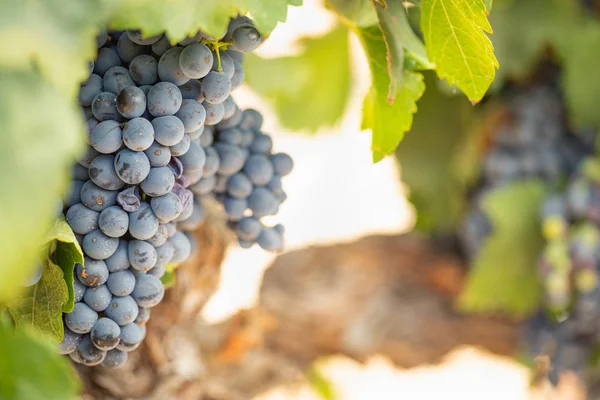 Viñedo Con Uvas Vino Maduras Exuberantes Vid Listo Para Cosecha — Foto de Stock