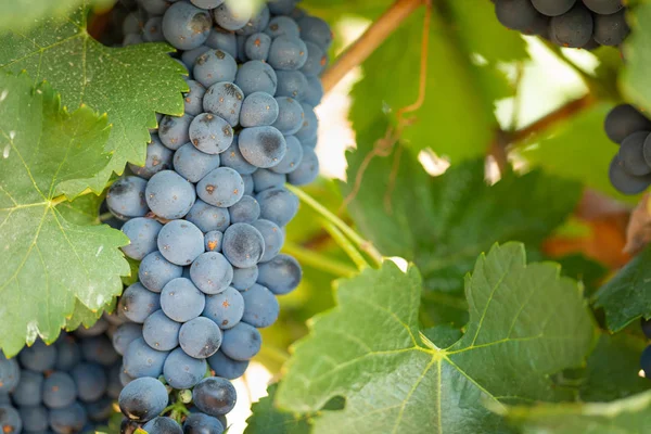 Vignoble Luxuriant Raisin Vin Mûr Sur Vigne Prêt Pour Récolte — Photo