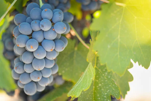 Vignoble Luxuriant Raisin Vin Mûr Sur Vigne Prêt Pour Récolte — Photo