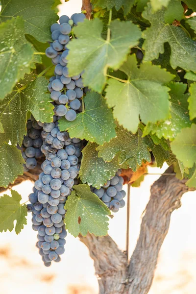 Vignoble Luxuriant Raisin Vin Mûr Sur Vigne Prêt Pour Récolte — Photo