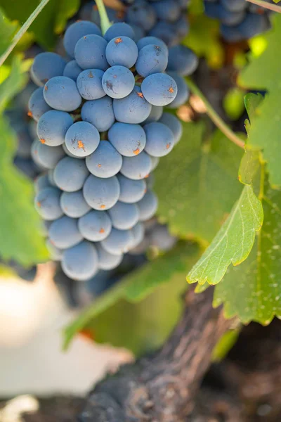 Weinberg Mit Saftigen Reifen Weintrauben Rebstock Reif Für Die Ernte — Stockfoto