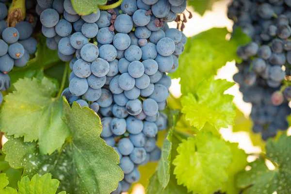 Viñedo Con Uvas Vino Maduras Exuberantes Vid Listo Para Cosecha —  Fotos de Stock