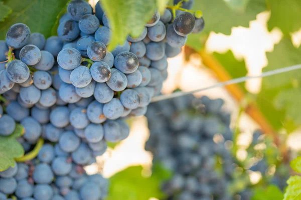 Vigneto Con Rigoglioso Vini Maturi Vigna Pronti Vendemmia — Foto Stock