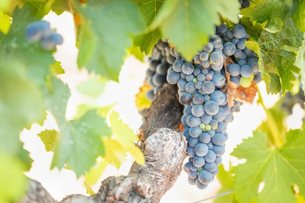 Vignoble Luxuriant Raisin Vin Mûr Sur Vigne Prêt Pour Récolte — Photo