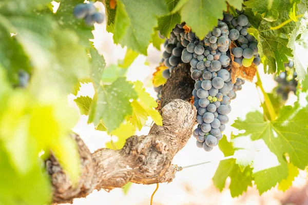 Weinberg Mit Saftigen Reifen Weintrauben Rebstock Reif Für Die Ernte — Stockfoto