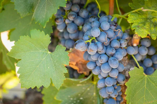 gür ile bağ, asma üzerinde olgunlaşmış şarap üzüm hasat için hazır..