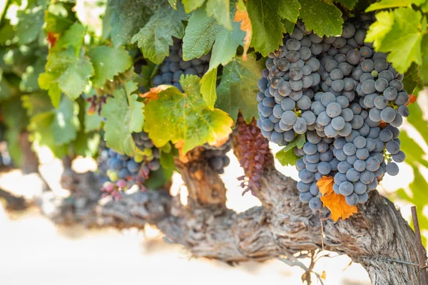 Viñedo Con Uvas Vino Maduras Exuberantes Vid Listo Para Cosecha —  Fotos de Stock