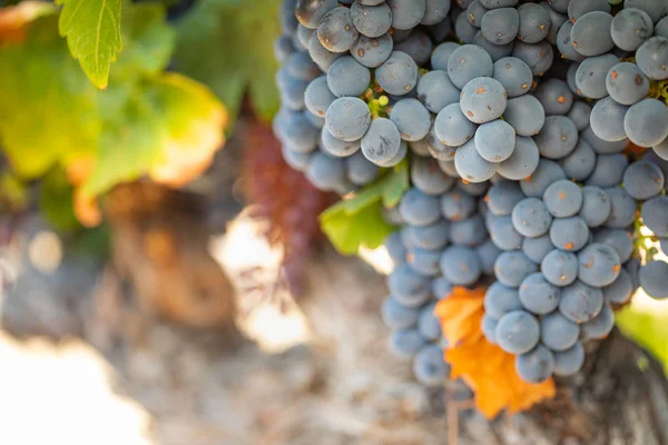 gür ile bağ, asma üzerinde olgunlaşmış şarap üzüm hasat için hazır..