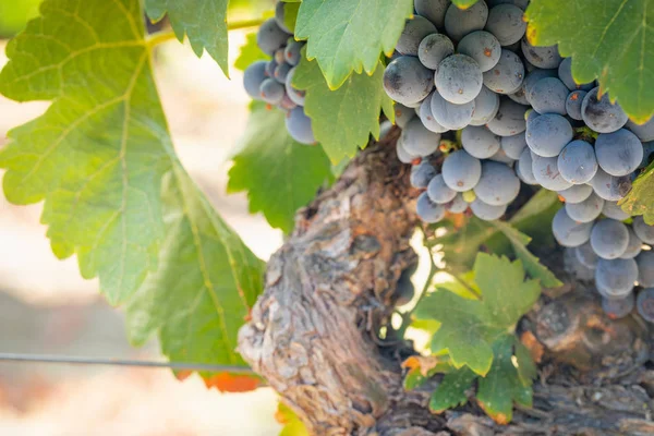 Viñedo Con Uvas Vino Maduras Exuberantes Vid Listo Para Cosecha —  Fotos de Stock