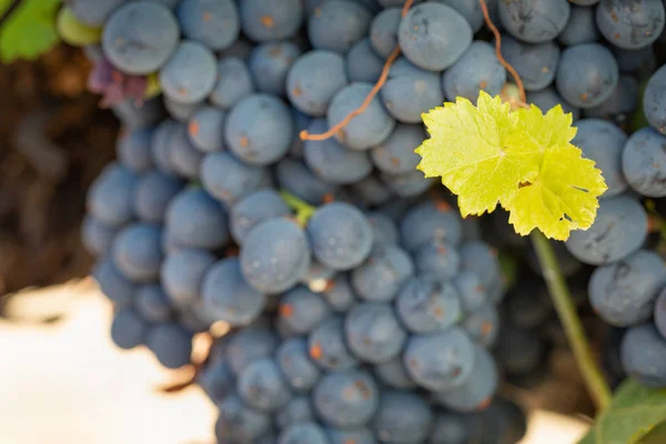 Vignoble Luxuriant Raisin Vin Mûr Sur Vigne Prêt Pour Récolte — Photo