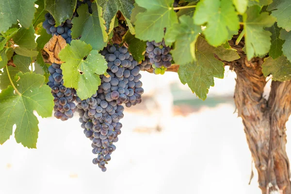 Vineyard Lush Ripe Wine Grapes Vine Ready Harvest — Stock Photo, Image