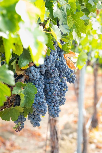 Vignoble Luxuriant Raisin Vin Mûr Sur Vigne Prêt Pour Récolte — Photo