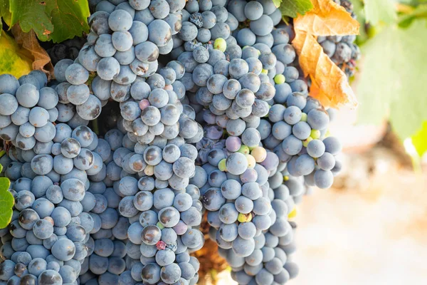 Viñedo Con Uvas Vino Maduras Exuberantes Vid Listo Para Cosecha —  Fotos de Stock