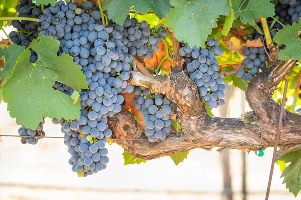 Weinberg Mit Saftigen Reifen Weintrauben Rebstock Reif Für Die Ernte — Stockfoto