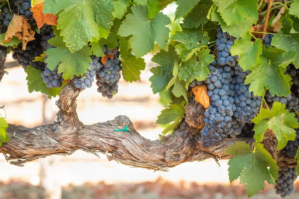 与葱郁的葡萄园 熟了红酒的葡萄在葡萄藤上准备收获 — 图库照片